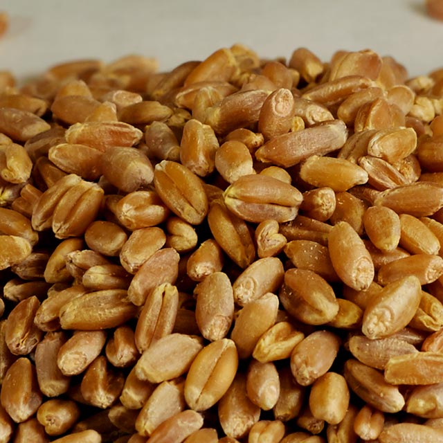 Minneapolis Hard Red Spring Wheat Products