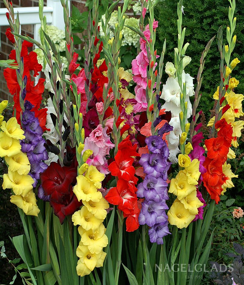 Nagel Gladiolus Bulbs: Nagel's Glads