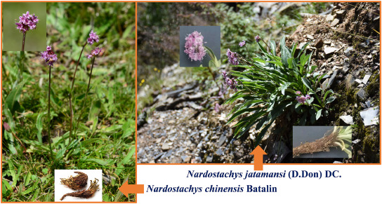Nardostachys Grandiflora industry insight