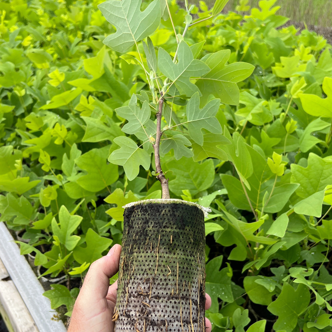 Native Forest Nursery