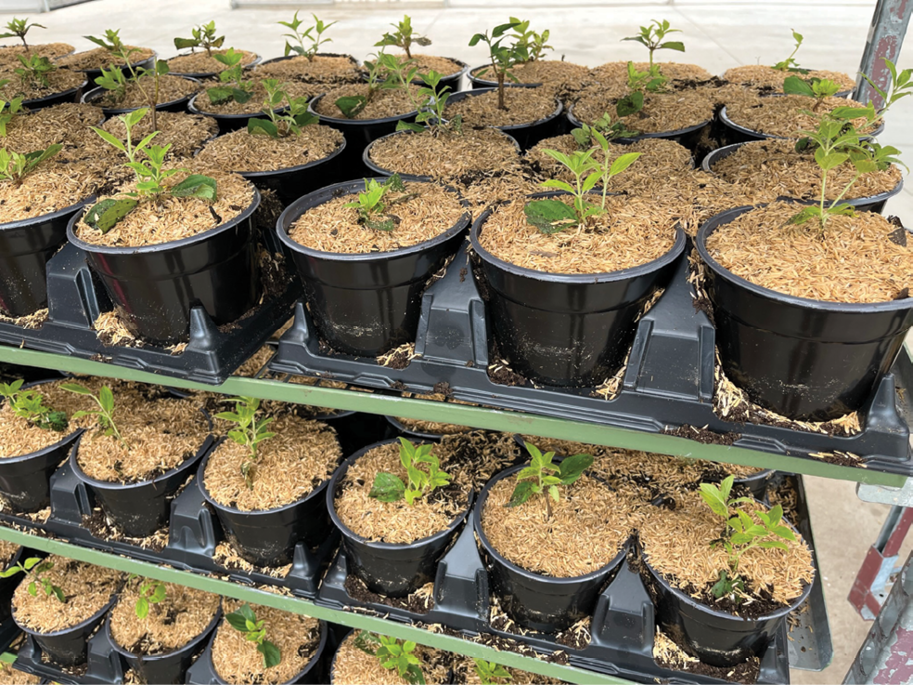 Nursery Wholesale Pots industry insight