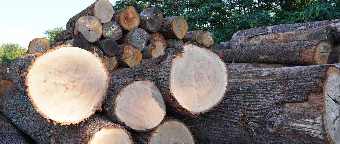 Oak Logs For Sale industry insight