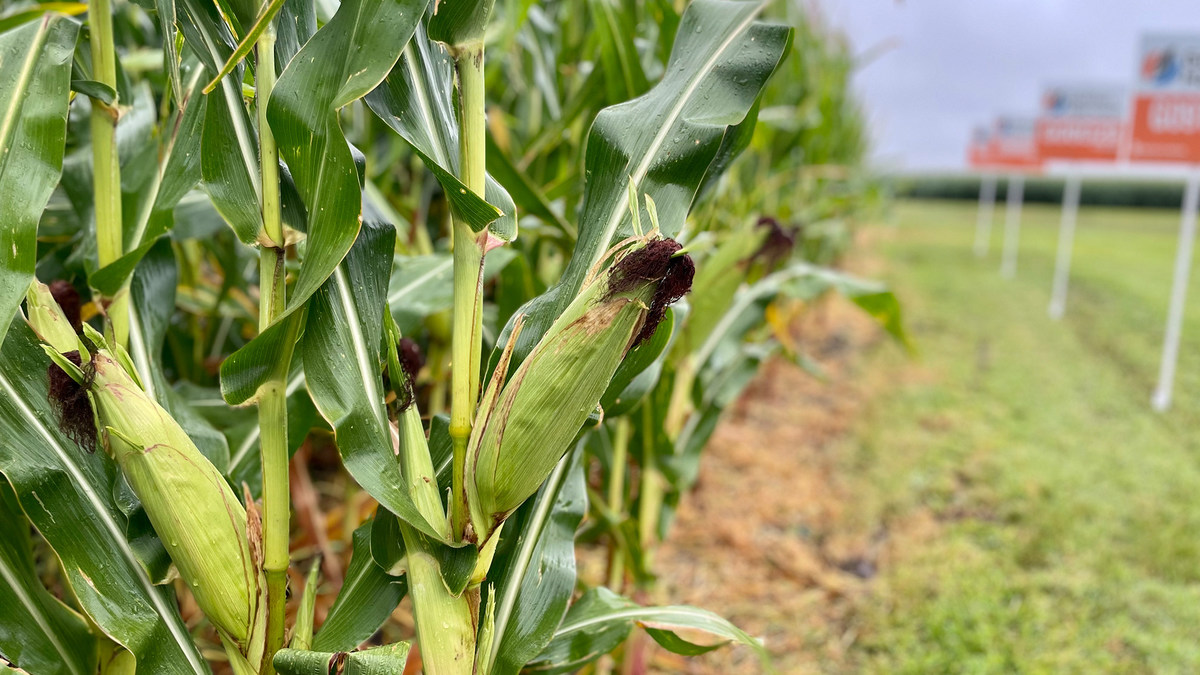 of the Best Hybrid Seed Corn