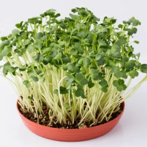 omaxehybridseeds.com