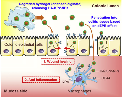 Orally Targeted Delivery of Tripeptide KPV via Hyaluronic Acid ...