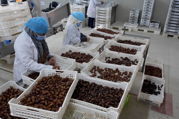 Organic Medjool Dates Bulk industry insight