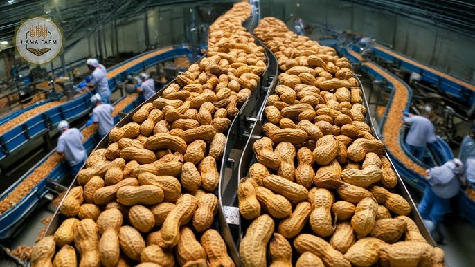 Organic Peanuts Bulk industry insight