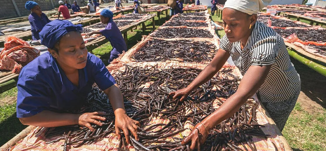 Organic Vanilla Beans Bulk industry insight