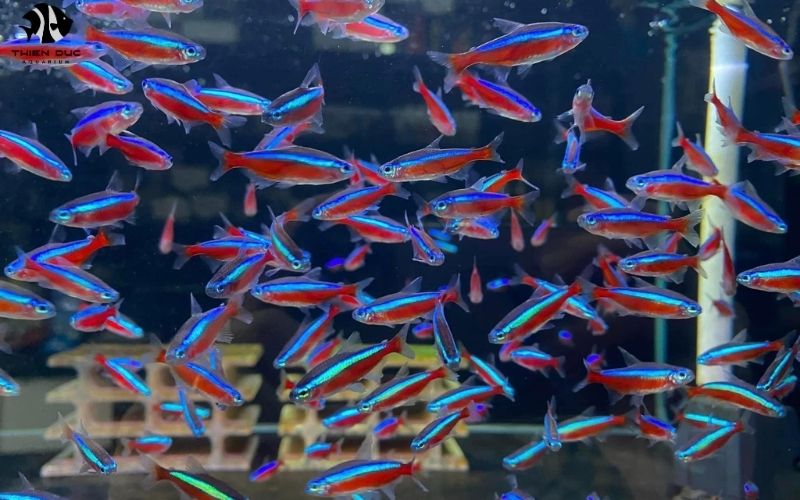 Ornamental & Aquarium Fish Wholesale Exporter