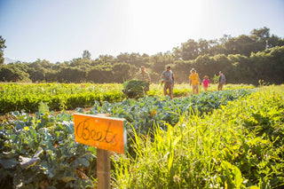 Patagonia Provisions Wholesale Inquiry