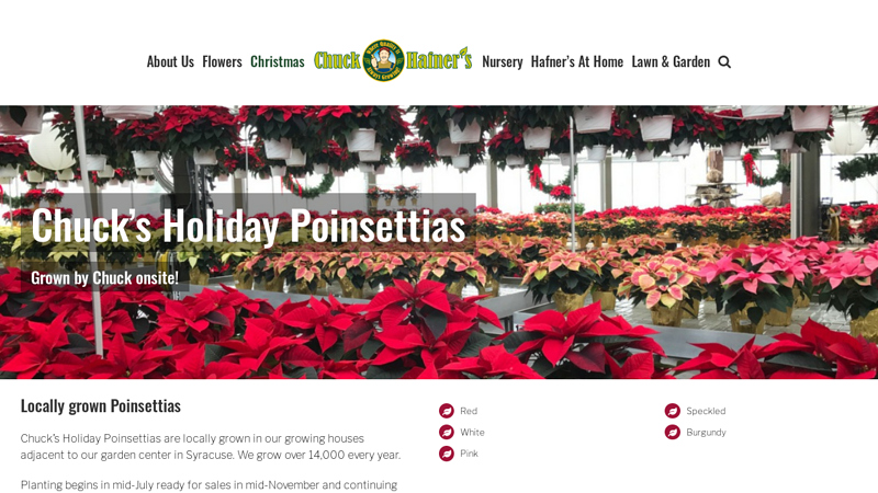 Poinsettias