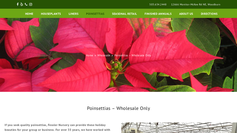 Poinsettias – Wholesale Only