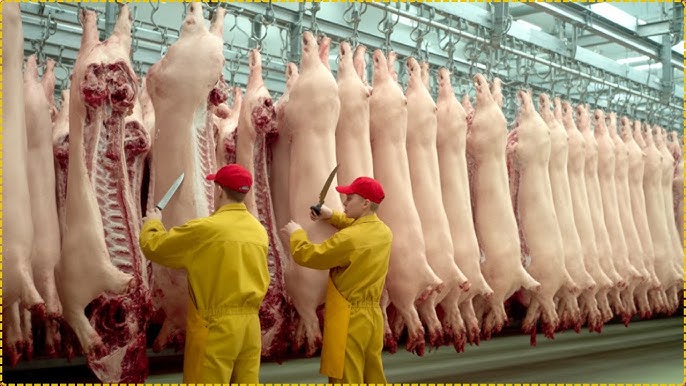 Pork Belly Wholesale industry insight