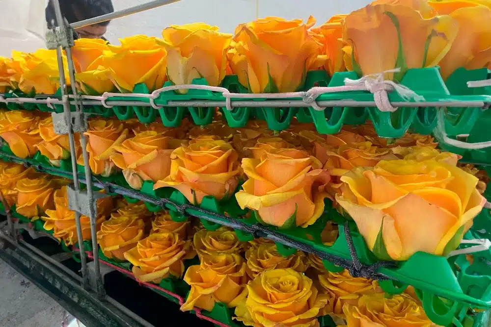 Preserved Flowers Wholesale industry insight