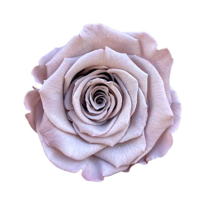 Preserved Roses Wholesale