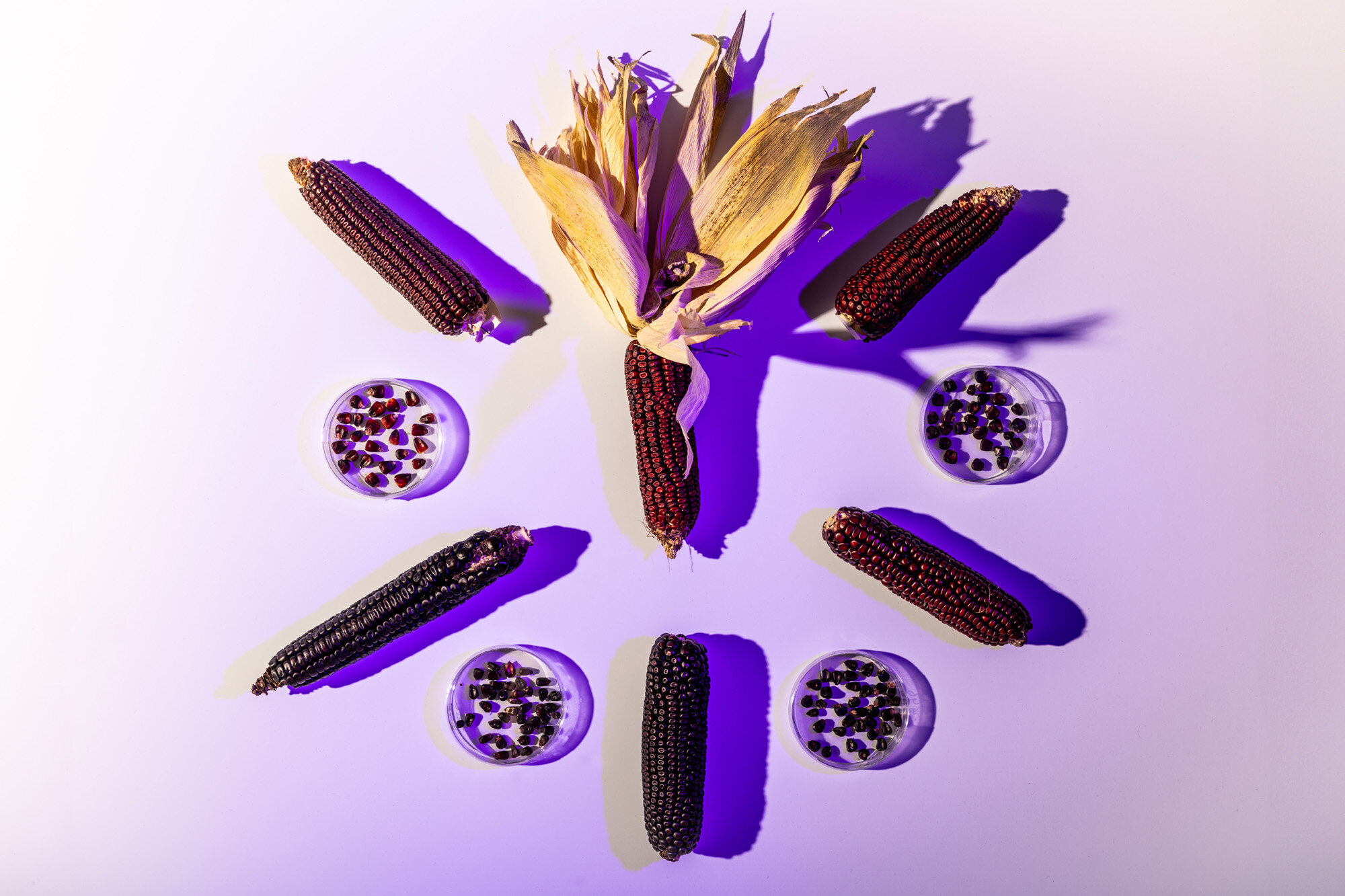 Purple corn (Zea mays L.) as an economically viable alternate to ...