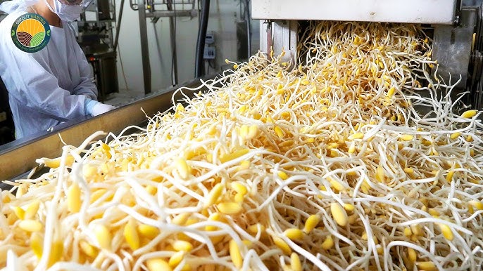 Quinoa In Bulk industry insight