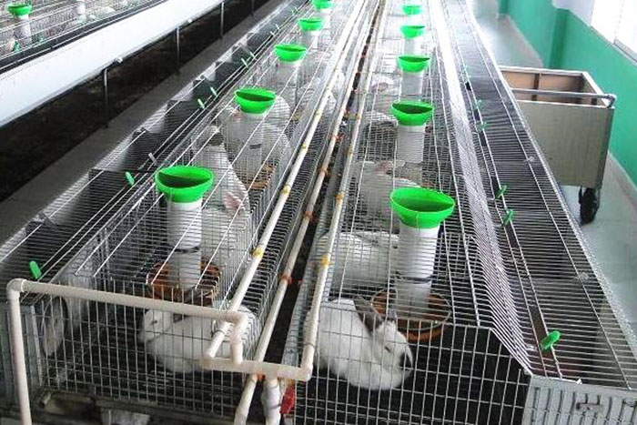 Rabbit Supplies Wholesale industry insight