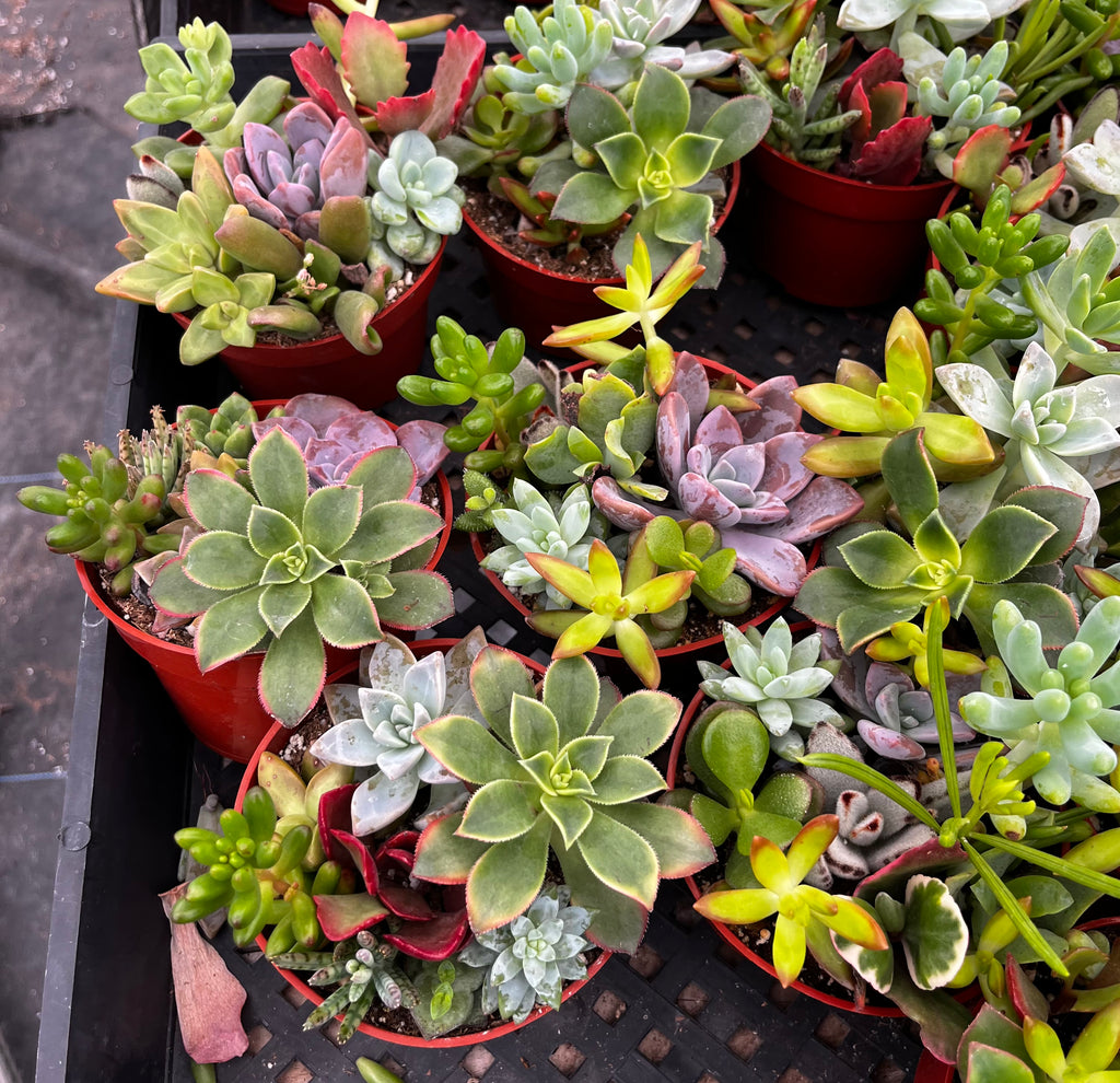 Ramsey Succulents