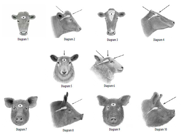 Recommended Captive Bolt Stunning Techniques for Cattle