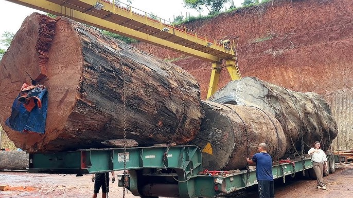 Red Pine Wood industry insight