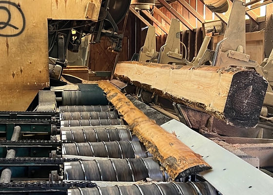 Red Pine Wood industry insight