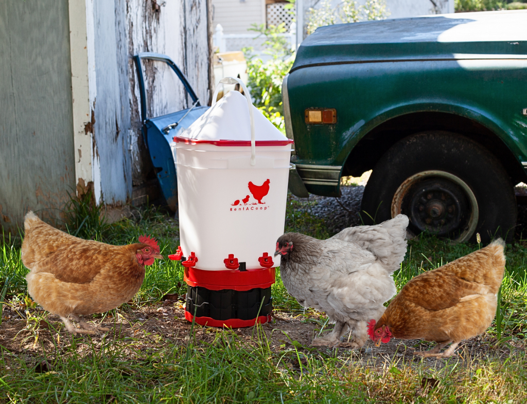 RentACoop: Backyard Chicken Supplies