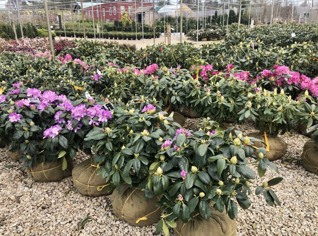 Rhododendron and Azalea Nursery Locator