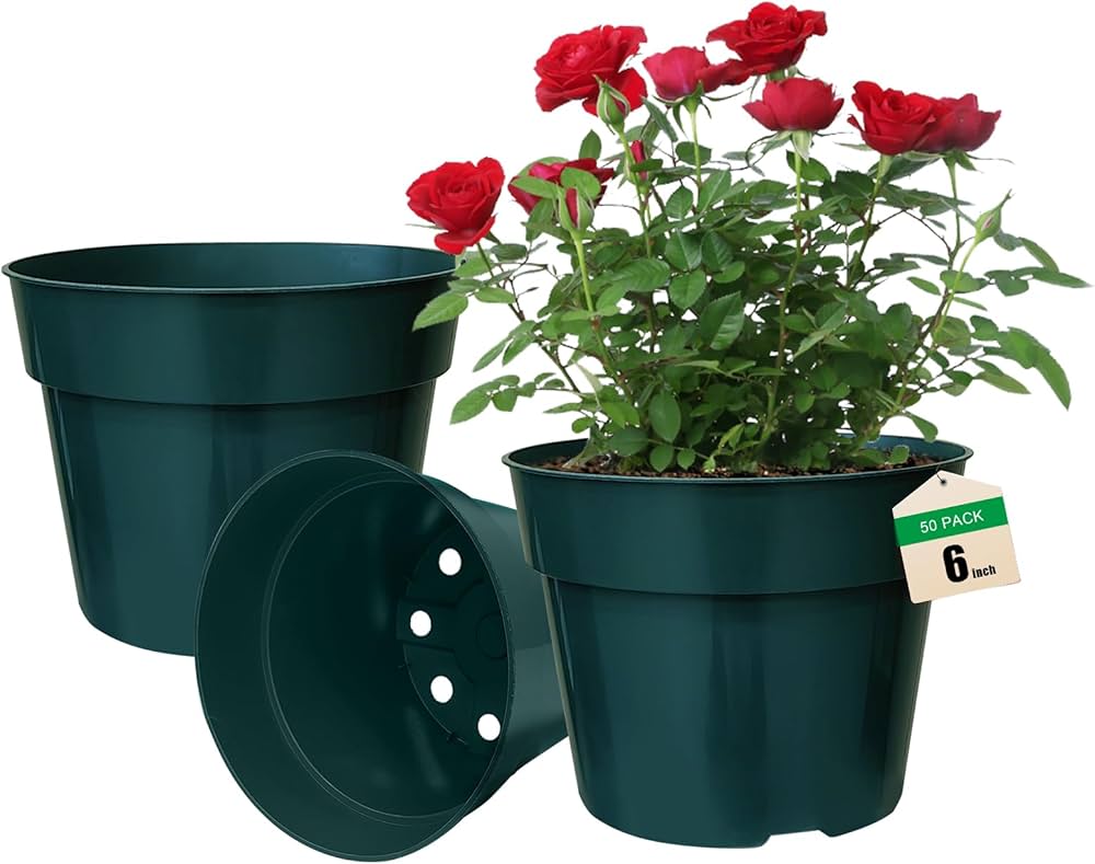 Roots The Power Behind the Plant