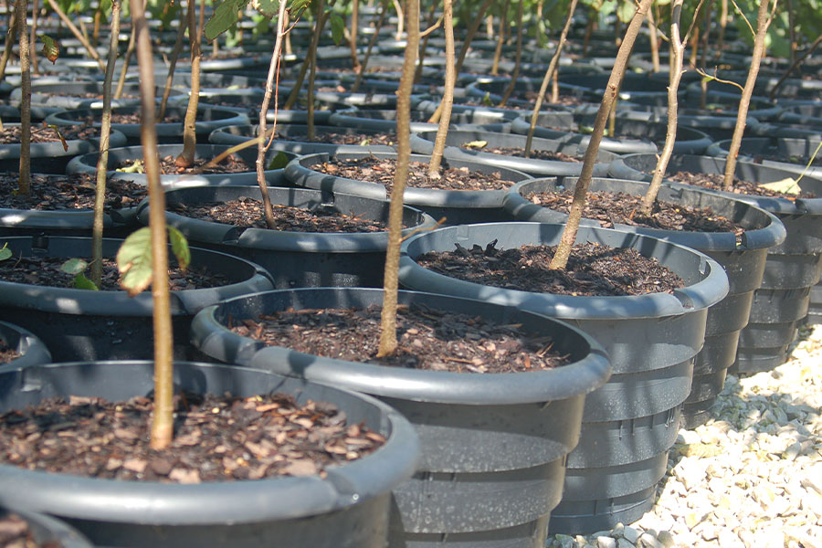 Roots The Power Behind the Plant