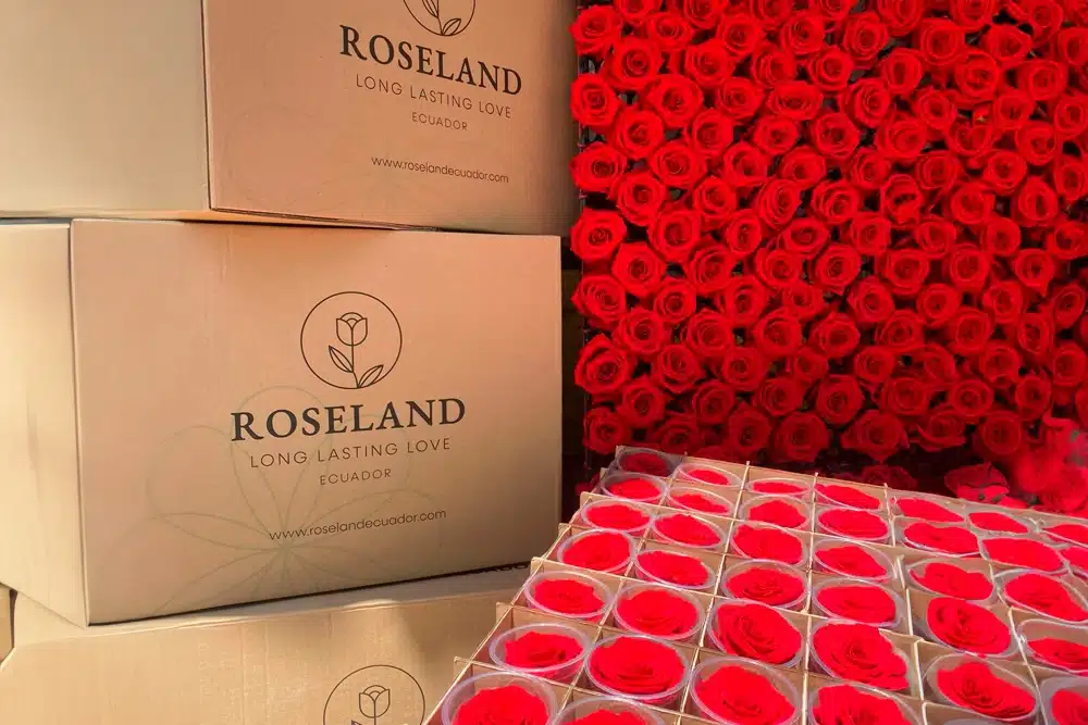 Rosas Preservadas Ecuador