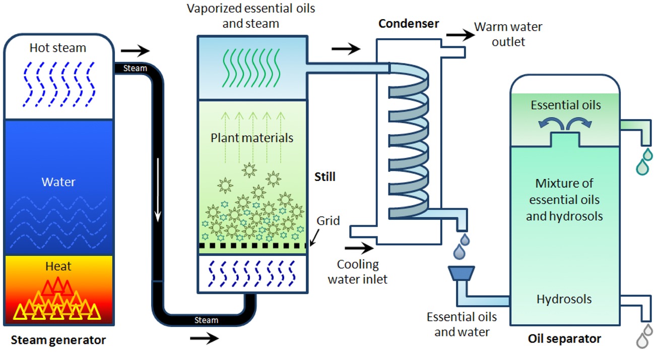 Saffron Essential Oil industry insight