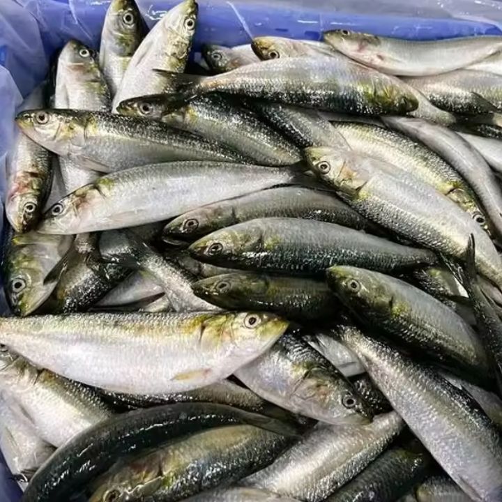 Sardine Frozen