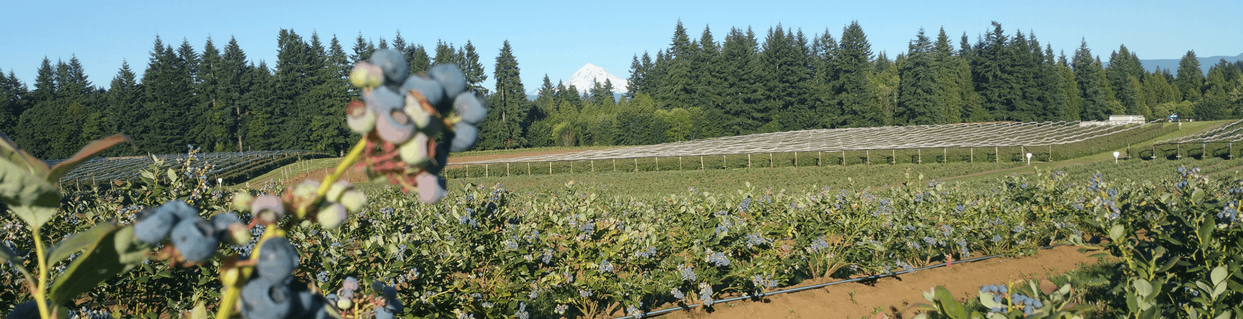 Scenic Fruit Company