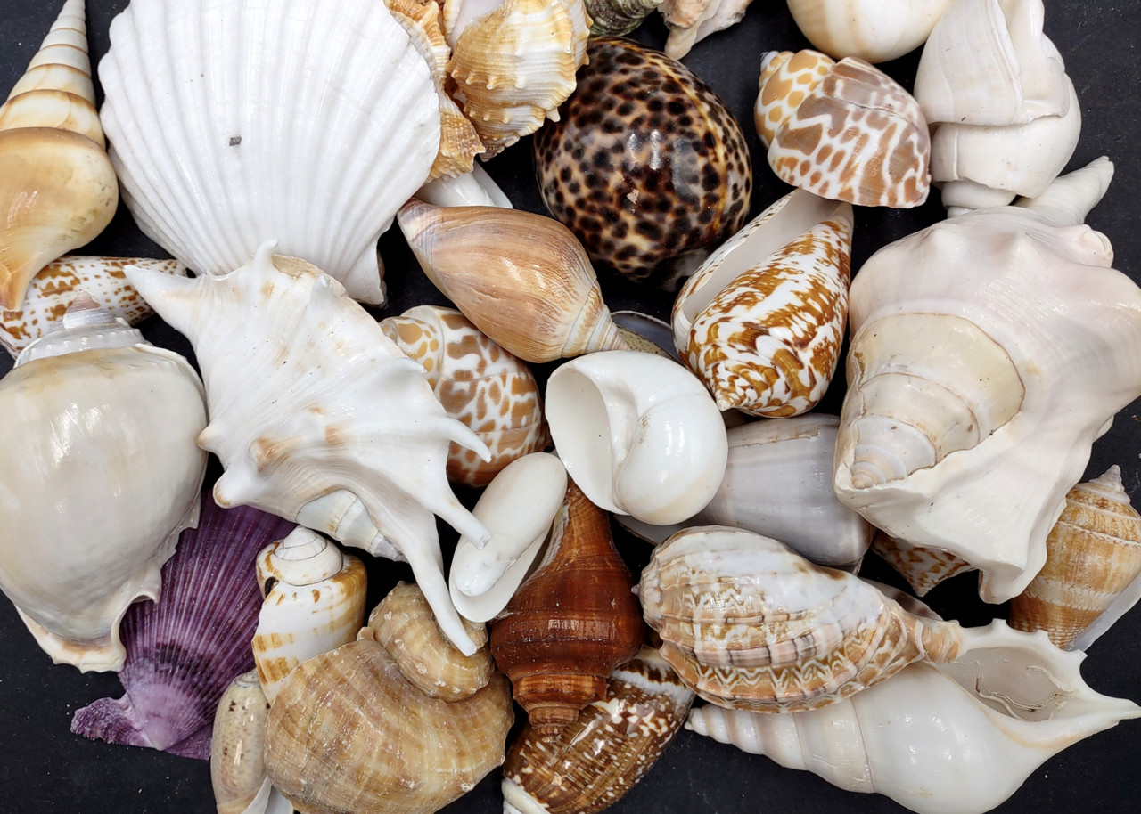 Seashells Wholesale