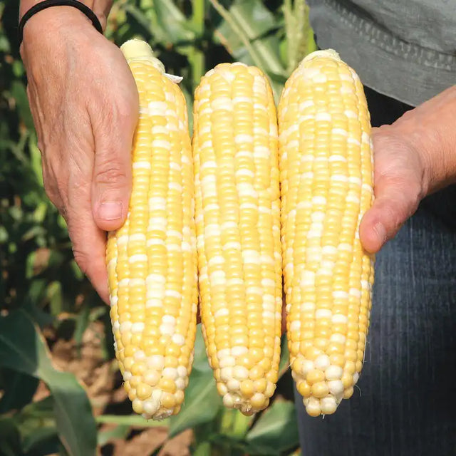 Shop Bulk Corn Seed for Planting