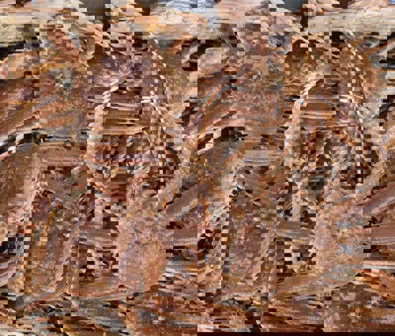 Snow Crab Wholesale industry insight