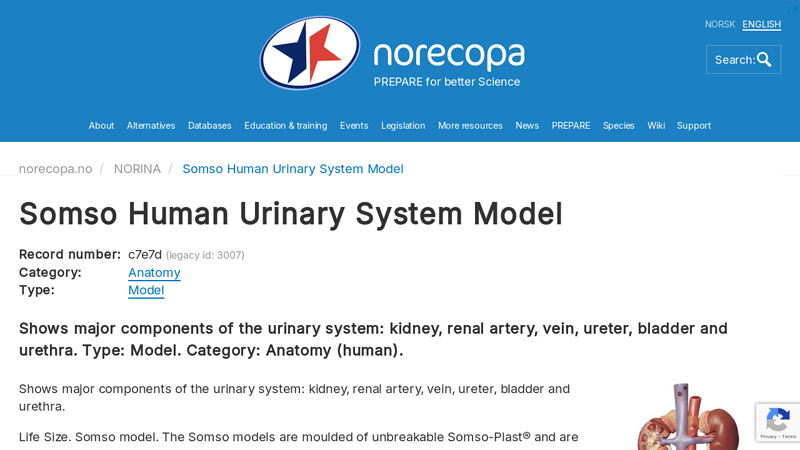 Somso Human Urinary System Model