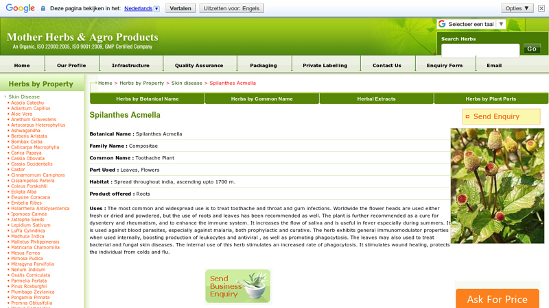 Spilanthes Acmella . Trader