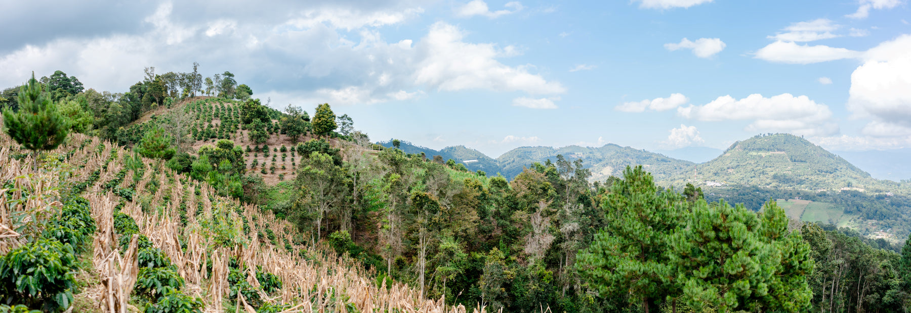 StoneX Specialty Coffee