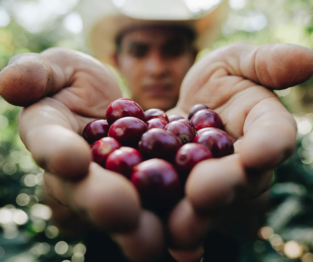 StoneX Specialty Coffee