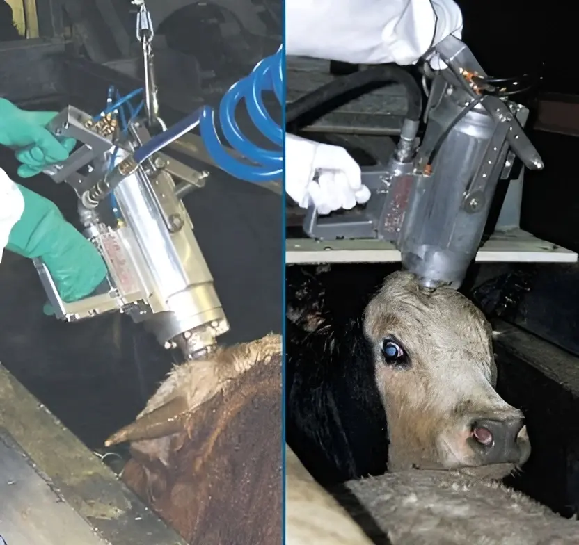 Stunner Cattle industry insight