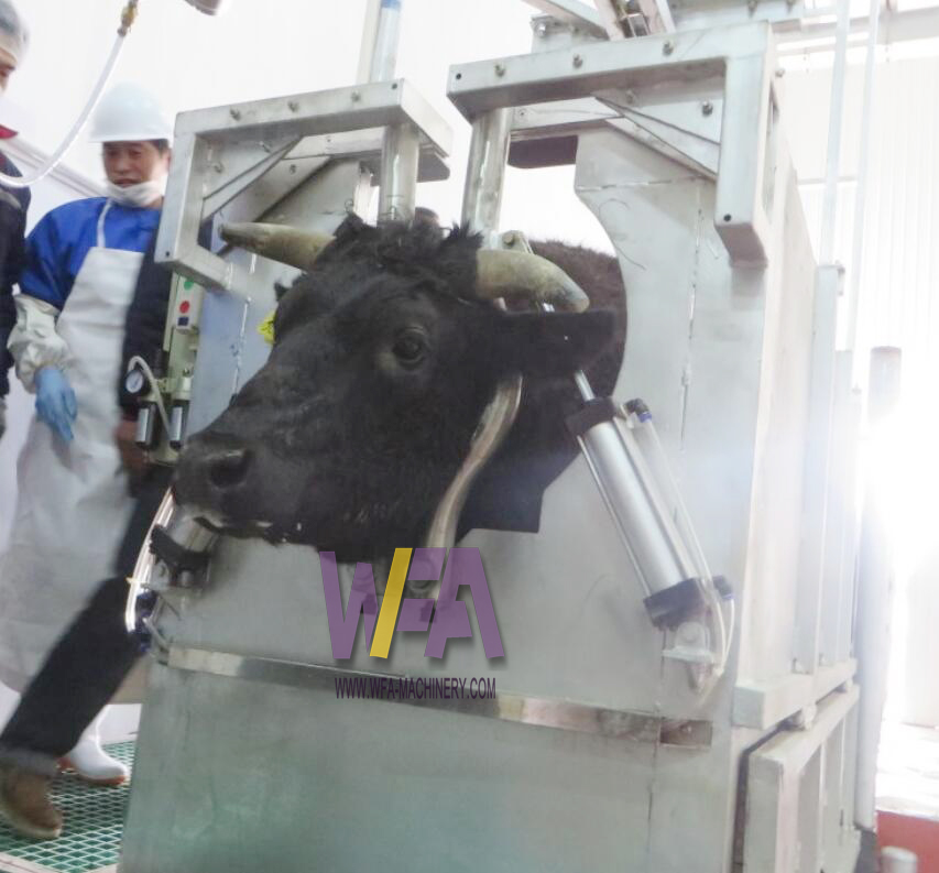 Stunner Cattle industry insight