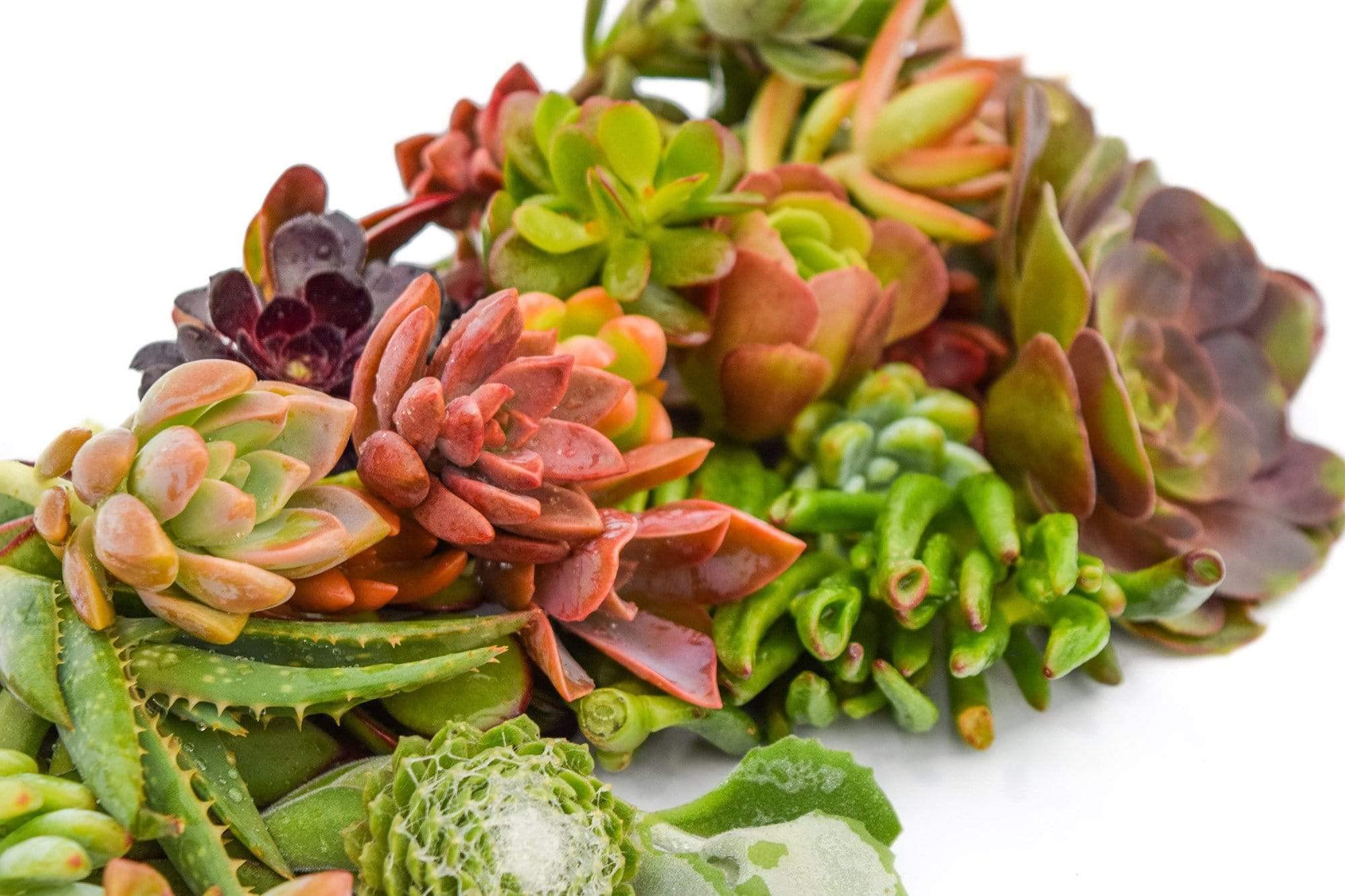 Succulent Market: Live Succulents for Sale