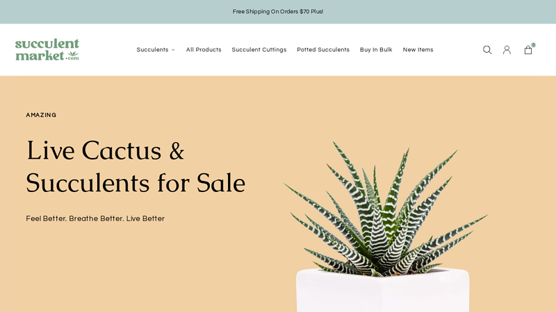 Succulent Market: Live Succulents for Sale