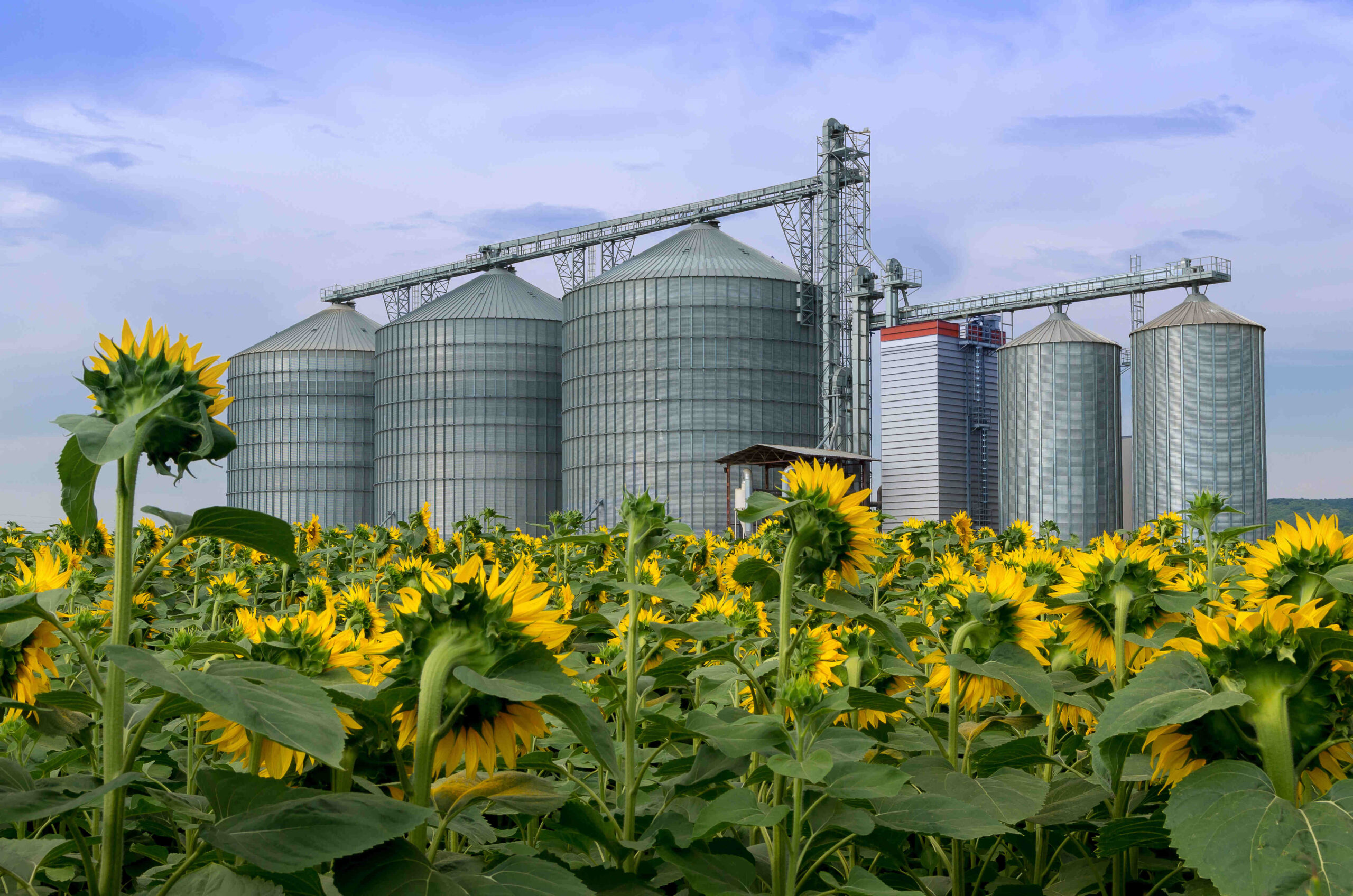 Sunflower Seed Companies industry insight
