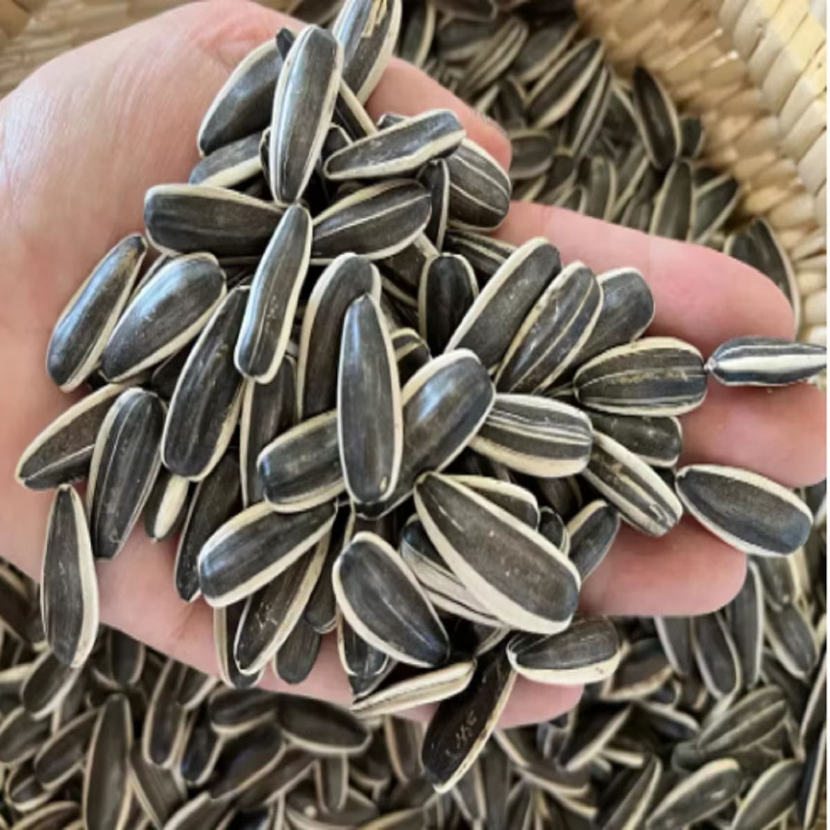 Sunflower Seeds For Sale Bulk industry insight