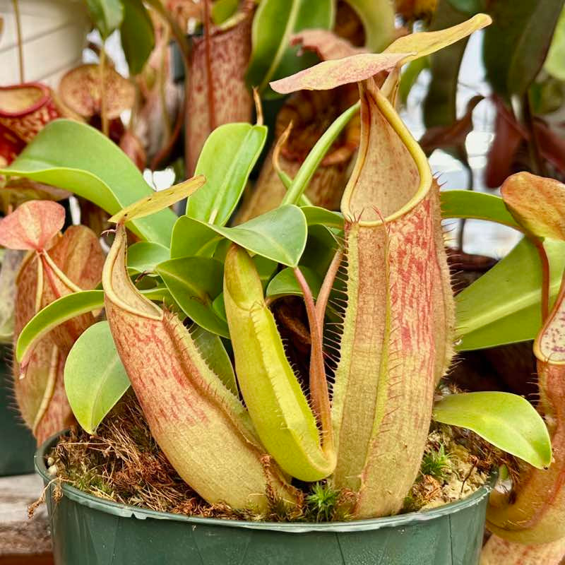 Sustainably Grown Nepenthes for Sale