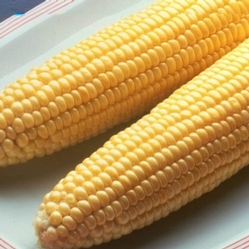 Sweet Corn Seed
