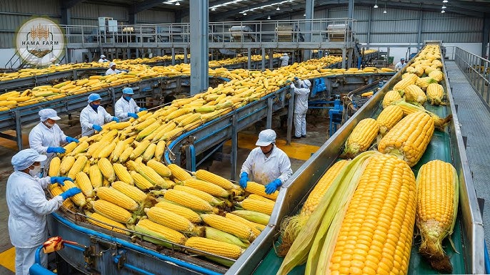 Sweet Corn Seed In Bulk industry insight